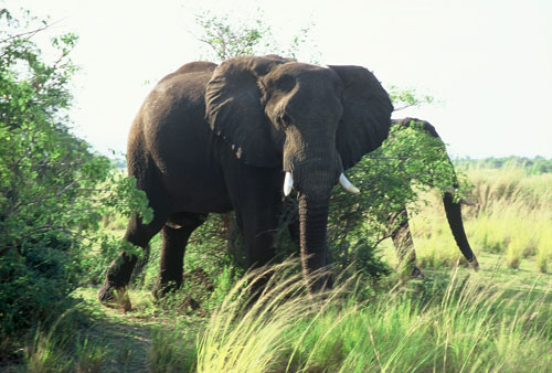 africa/safari_elephant