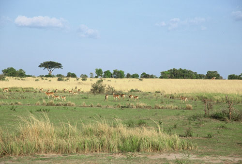 africa/safari_field