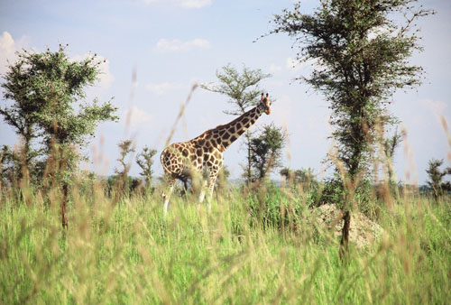 africa/safari_giraffe