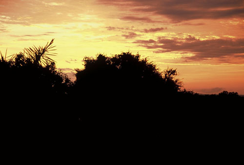 africa/safari_night