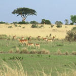 Africa