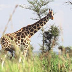 Africa